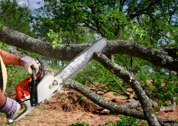 Best Arborist Services Near Me  in Oronogo, MO